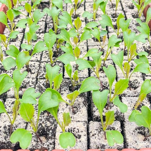 Blumenkohl Jungpflanzen Clapton 12er Set Gemüsepflanzen