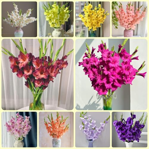 Bulbi di gladioli, resistenti all'esterno da giardino da bulbi regali del giardiniere 10pcs