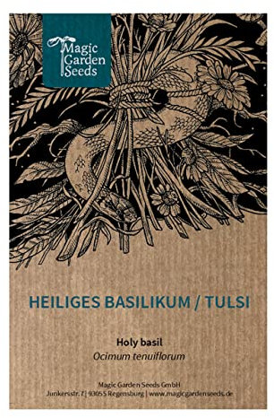 Basilic sacré (Ocimum sanctum syn. tenuiflorum) env. 500 semences