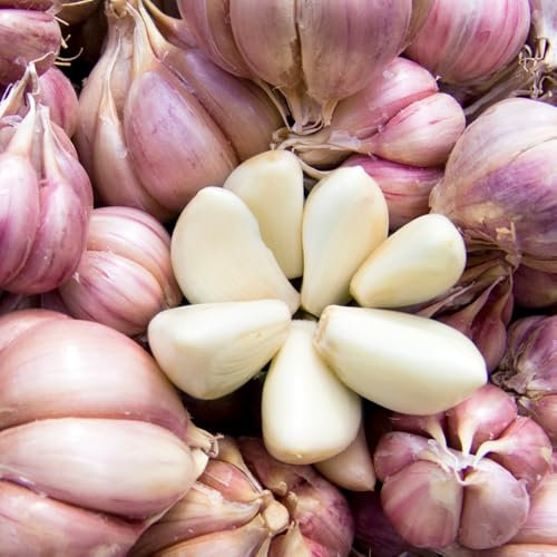 4 pcs pflanzknoblauch， garten geschenk，Dekorative Pflanzen pflanzknoblauch， gemüsepflanzen winterharte kübelpflanzen bonsai topf，gartenpflanzen hochbeete für garten blumen garten，pflanzen