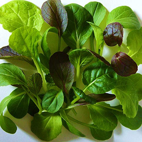400 Seeds of Mesclun Pak Choi Mix