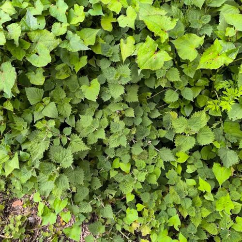 Semillas de ortiga perenne, productos sostenibles Urtica fissa, semillas de medicinales verdes exóticas variedades antiguas de jardín 100pcs