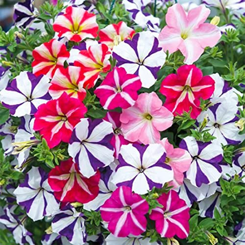 Welldales 50 Trailing Petunia Double Mix Seeds Pastel Giant Sprouting Flowers for Baskets