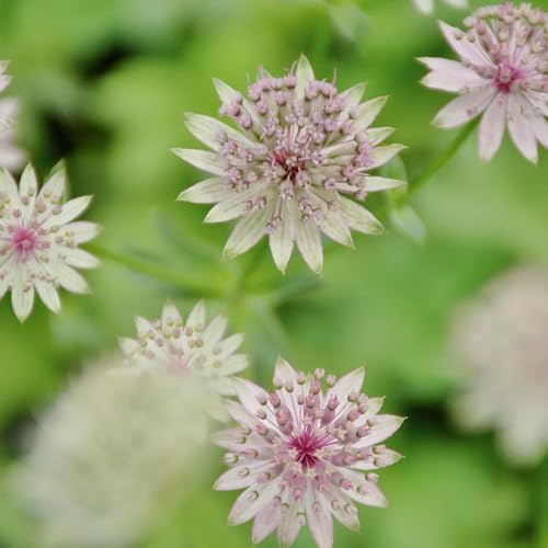 Semillas de umbela estrellada - de umbela estrella resistente Astrantia mayor - semillas perenne de jardin decoración 50pcs