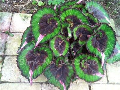 100 Pcs Begonia Seeds, Exotic Plants Flower Seeds Bonsai Courtyard Balcony Coleus Seeds Potted Begonia Plants for Home Garden: Only Seeds