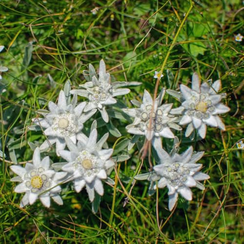 edelweiss - jardín de cortadas silvestres jardín cobertura del suelo semillas silvestres en bonsái interior semillas 300pcs