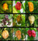 Viele scharfe Chilisamen, 10+++, 9 Sorten, 90 Samen (Packung 2)