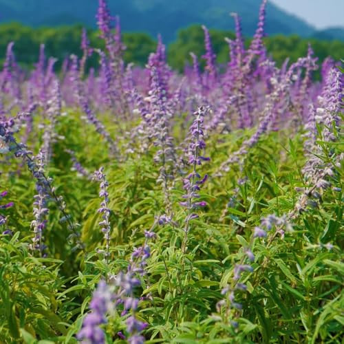 semillas de salvia resistentes, jardín bancales elevados 600pcs