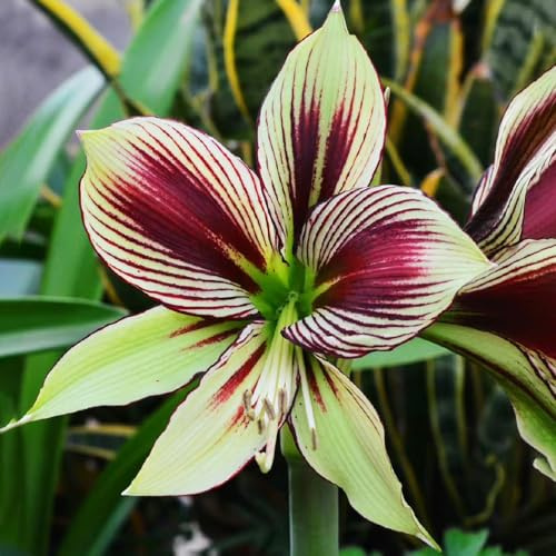 2 pz bulbo di amarilli, bulbi di amarilli, vasi per piante decorative da interno Acquista bulbi di amaryllis - Hippeastrum rutilum - bulbi di fiori, regali per gli amanti del giardino