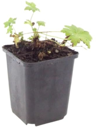 Perenn geranium, kant och rock, vit, set med 6 H10-25 cm Ø9 cm