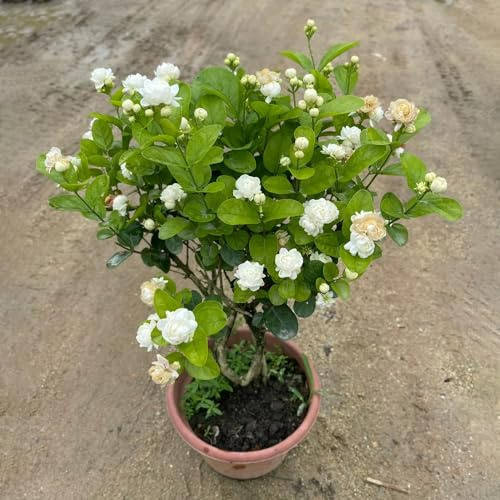 semillas de jazmín colgantes - jardín de balcón en balcón cortadas Cubresuelos resistentes trepadoras raras decoración sala 35pcs
