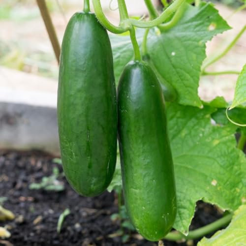 PREMIER SEEDS DIRECT - Cucumber - LA Diva F1-30 Finest Seeds