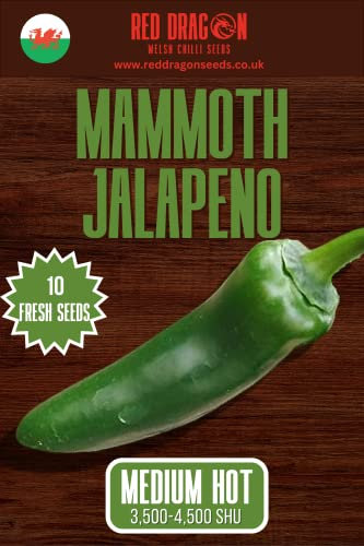 Mammoth Jalapeno Chilli Seeds - 10 Fresh Giant Jalapeno Pepper Seeds