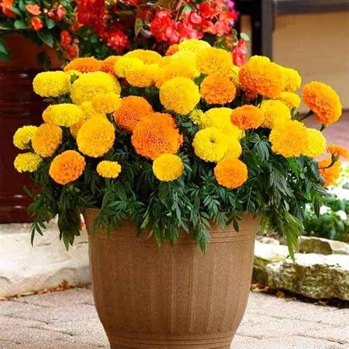 Seeds4planting - Seeds Marigolds Sugar Mix Tagetes Annual Flowers for Planting