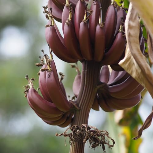 Semillas de plátano, semillas orgánicas columnares de plátano resistente, para balcones 30pcs