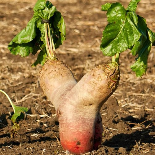 comprar semillas de remolacha azucarera, raras de remolacha orgánica resistentes para el jardín camas elevadas para jardín 1500pcs