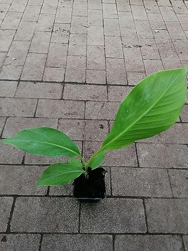Musa Dajiao 30–60 cm – Daijio banan – matlagningsbanan – Musa 'Da Jiao'