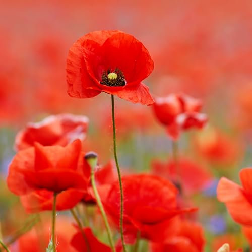 Red Field Poppy Seeds - 2000 Native UK Wild Flower Seeds for Attracting Bees, Pollinators, Also known as Flanders Poppy, Suitable for Planting and Growing Outdoors in Meadows & Gardens by Meldon Seeds