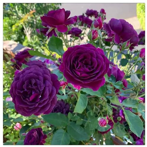 Rosen pflanzen winterhart - Seltene Rosenpflanze - Rose pflanzen knollen winterhart - Strauchrosen, Duftrosen, Hybridrosen, zweifarbige Rosen-1Pflanze-C