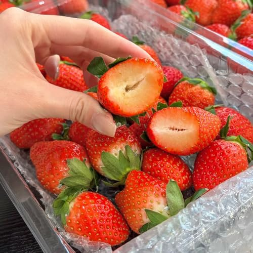 Semi di fragola resistenti, biologiche in vaso vecchie varietà balcone 1500pcs