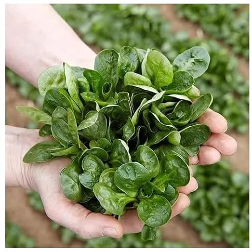 Semillas de Canónigos para Cultivar Hierbas para Ensalada muy Beneficiosas