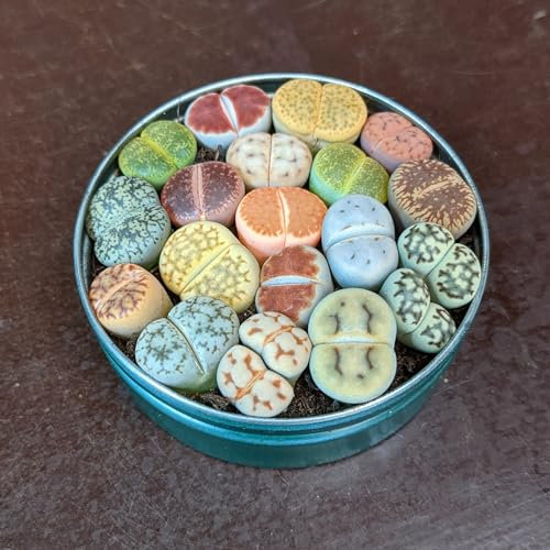 Mélange de plantes Lithops - Sunnyplants, Lithops rares, Plantes Lithops, Succulentes, Pierres vivantes, Lithops, Plantes Colorées, Cadeaux de Plantes (10)
