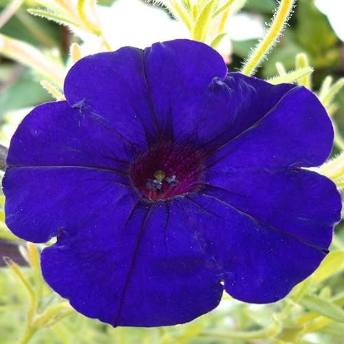 Petunia F1 Limbo Blue Pelleted Seeds - 100 Flower Seeds