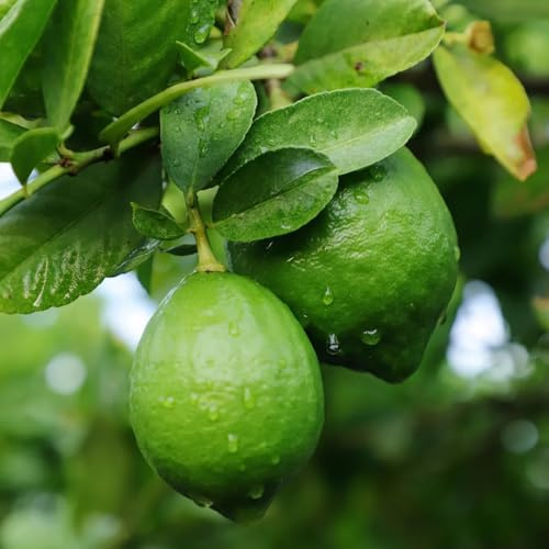 semi di limone, esotico da frutto vecchie varietà da frutto colonnari colonnari nani, resistenti colonnare raro serre balcone frutteto semi di 50pcs