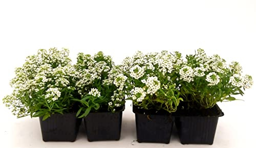 POWERS TO FLOWERS - LOBULARIA BIANCA, ALISSO, 8 PIANTE, piante vere