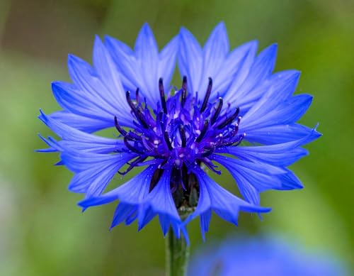 500 deutsche Kornblumen Samen - blaue Kornblume lat. Centaurea cyanus