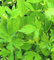 200 + levistico semi-GMO non-Open impollinazione:Seeds Only