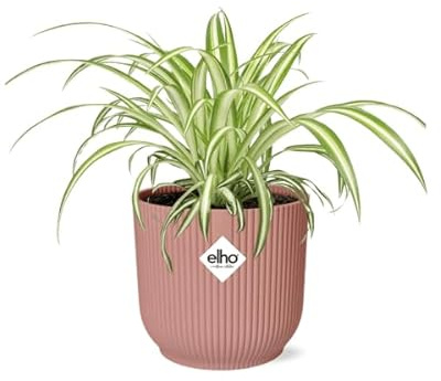 Grünlilie Chlorophytum Comosum Variegatum – Zimmerpflanze Ø12cm inkl. Ziertopf Vibes Fold Rosa Ø14cm – Pflegeleichte luftreinigende Pflanze – Ideal für Wohnzimmer, Schlafzimmer & Büro