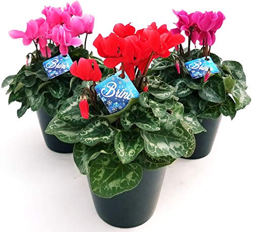 POWERS TO FLOWERS - CICLAMINO BRINO TRIS, ROSSO ROSA VIOLA 3 PIANTE, piante vere