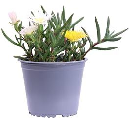 Pianta di Lampranthus Aureus pianta da fiore varie colorazioni pianta succulenta pianta vera pianta tappezzante pianta ornamentale fiorita pianta da esterno venduta da eGarden.store (Bicolor)