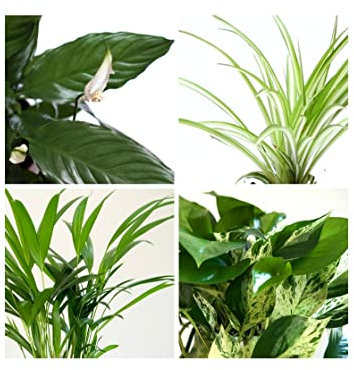 Mix Plantas Purificadoras del Aire Naturales: Spathiphyllum, Chlorophytum, Palmera de Interior y Pothos