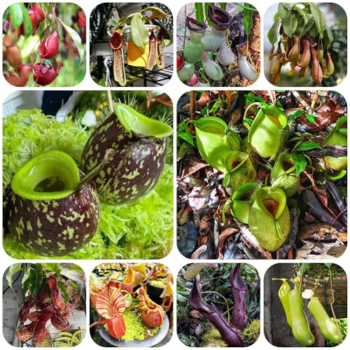 Semi di Nepenthes, Nepenthes mirabilis da ufficio sempreverdi carnivora decorazioni autunnali per il soggiorno da giardino perenni resistenti giardino 350semi