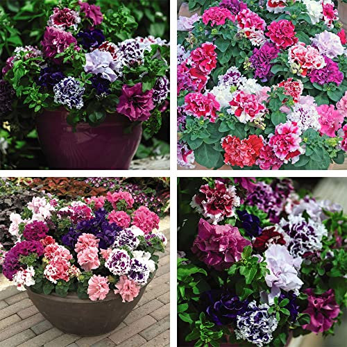 Petunia Double Orchid Flowered Mixed - 15 Garden Ready Plants for Vibrant Summer Displays - Thompson & Morgan