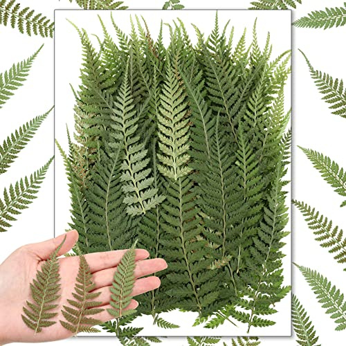 Fabbay 200 Pcs Pressed Dried Flowers Leaves Real Natural Ferns Dried Leaves Plant Dried Greenery for Resin Art Arrangements Home Wedding DIY Crafts Decors Card Scrapbooking