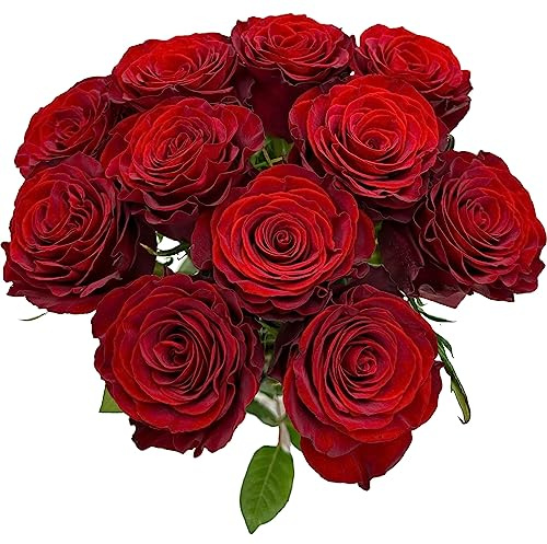 24 Red Fresh Cut Rose Flowers Bouquet Big Flowers Blooming Hydroponic Flower Arrangement Gifts for home decoration birthdays anniversaries healing sympathy friendship and love