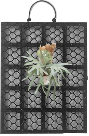 Staghorn Fougère Support Mural – Support Vertical pour grimpantes orchidées platycérium, pour Balcon, terrasse, Salon, intérieur et extérieur