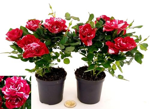 POWERS TO FLOWERS - ROSA DA GIARDINO NANA RAMPICANTE e RIFIORENTE, ROSA ROSSA BICOLORE, 2 PIANTE, VASO 8CM, Piante Vere