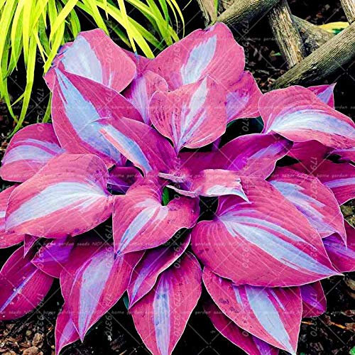 New 200pcs Hosta Plant Seeds for Gardening Pink Light Blue