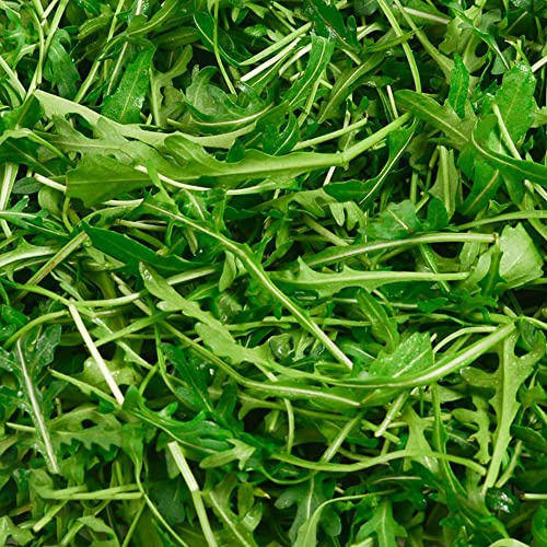 semi di rucola rialzata per varietà esotiche antichi orticole giardino 300pcs