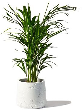 Areca Palm Large Indoor House Plant Real Tropical Plants (60-70cm) Lush Foilage