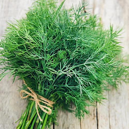 PlantiCo Aneth Ambrosia 500g Graines Robustes Graines de Légumes Graines de Culture Serre Jardin Potager