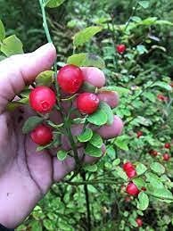 Graines de myrtilles rouges paquet de 100 graines