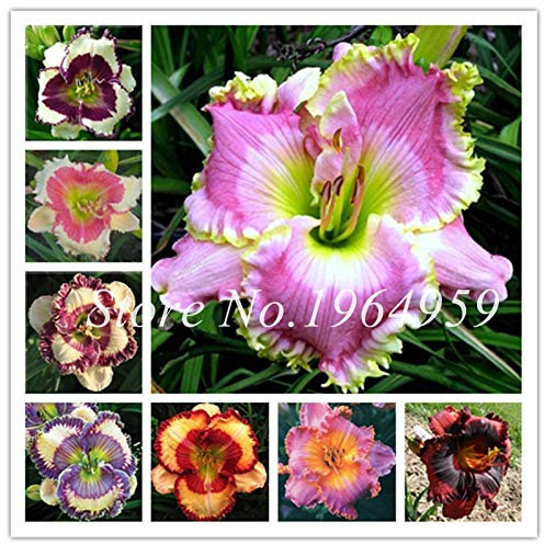 So Bright 30 Pcs Hybrid Misto Fiori Daylily Colore Ibrido Hemerocallis Nuovo Giorno Lily Decorazione del giardino: misto