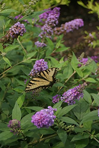 Lo & Behold® Blue Chip Jr. Butterfly Bush - 4 Pot - Buddleia - Proven Winners