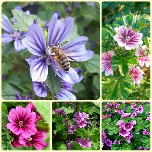 Semillas de malva, resistentes para el jardín. Semillas de Malva Silvestre, Malva Sylvestris, semillas perenne regalos de jardin exóticas 600pcs