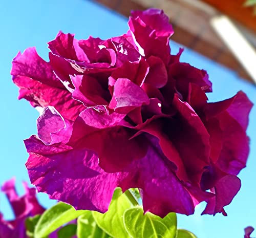 Petunia grandiflora 'Double Cascade Burgundy Plum Vein' Half Hardy Annual Flowers Garden Plants Grow Your Own 1 Packet of 25 Seeds Petunia 'Double Cascade Burgundy Plum Vein' by Thompson and Morgan
